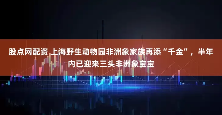 股点网配资 上海野生动物园非洲象家族再添“千金”，半年内已迎来三头非洲象宝宝